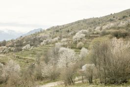 ARCHITETTI ARCO ALPINO