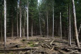 ARCHITETTI ARCO ALPINO