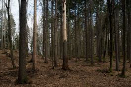 ARCHITETTI ARCO ALPINO