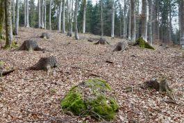 ARCHITETTI ARCO ALPINO