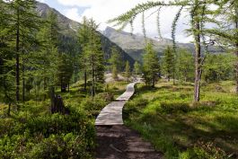 ARCHITETTI ARCO ALPINO