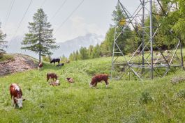 ARCHITETTI ARCO ALPINO