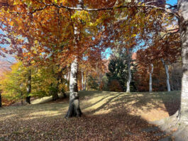 ARCHITETTI ARCO ALPINO